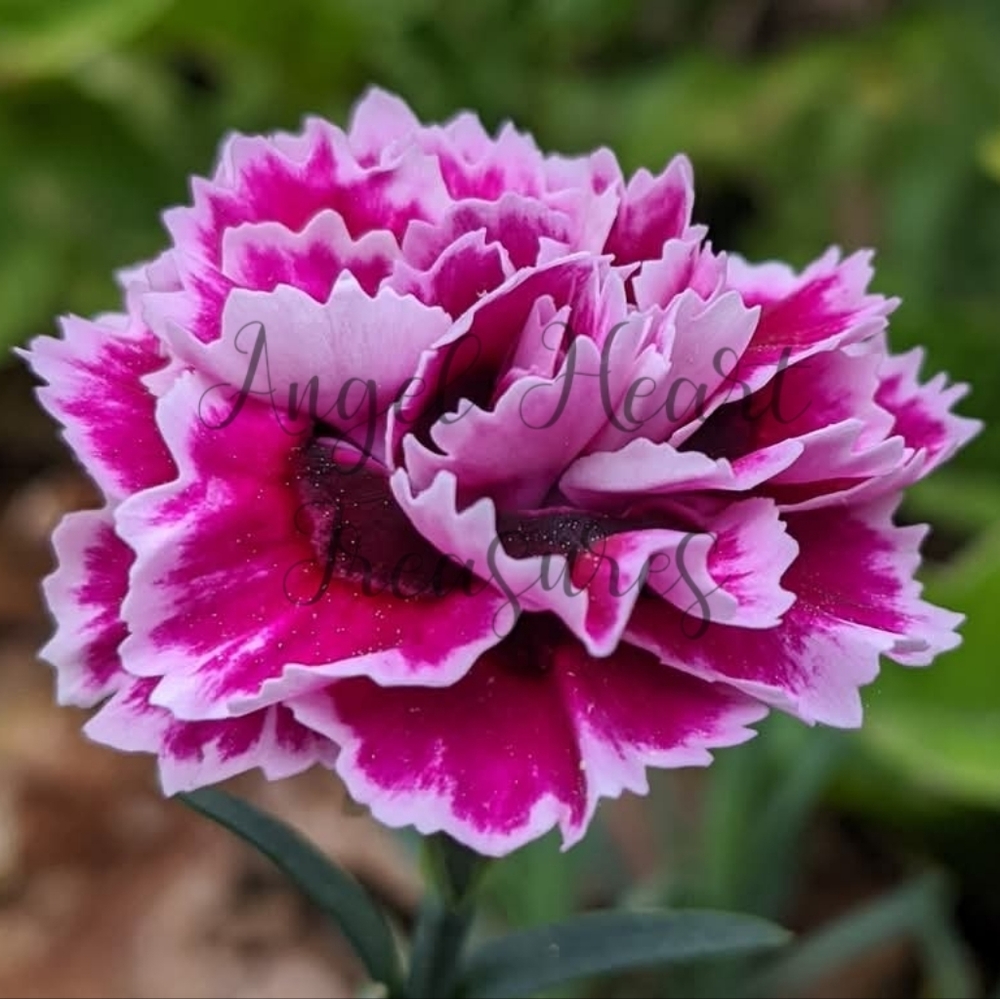 5x7 Original Nature Photography Of Hot Pink White & Black Dianthus Flowe…